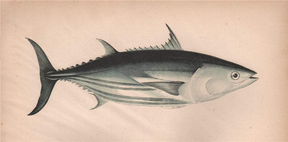 SKIPJACK TUNA. Katsuwonus pelamis, Oceanic Bonito. COUCH. Fish 1862 old print